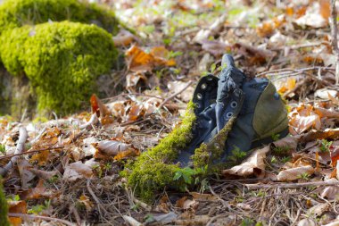 Gündüz vakti ormanda eski bir yosunlu bot.