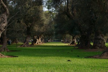 Lima, Peru 'daki bir parkta ağaçların altında yeşil çimen halısı.