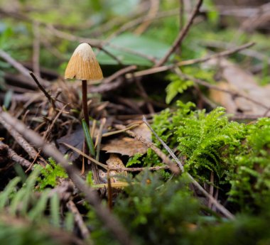 Bulanık bir arkaplanda vahşi bir mantarın yakın plan çekimi.