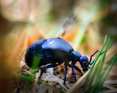 Yerdeki su toplayan böceğin yakın çekimi.