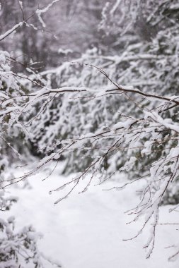Ormanın karlı manzarası