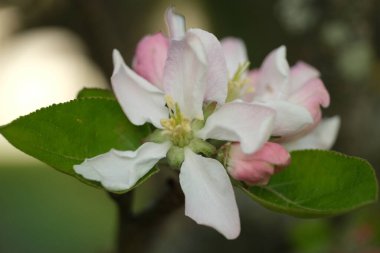 Bulanık arka planda büyüyen elma ağacı çiçeklerinin yakın plan çekimi.
