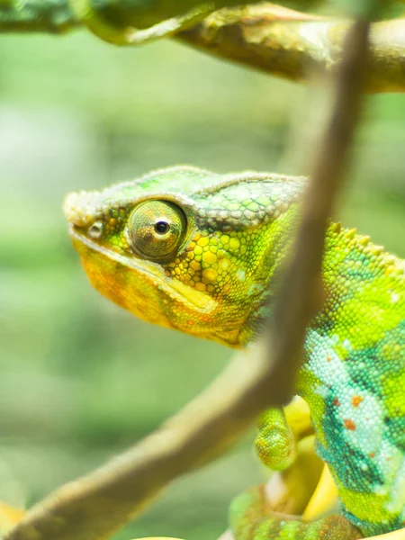 Closeup Shot Chameleon Branch — Stock Photo, Image