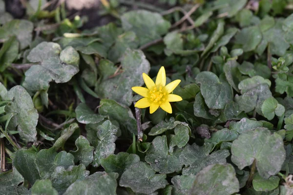 Une Belle Vue Sur Une Fleur Anémone Jaune Dans Jardin — Photo