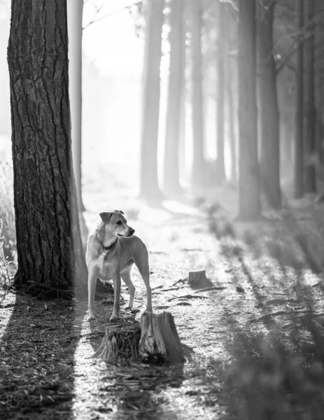 Egy Szürkeárnyalatú Felvétel Egy Cuki Barna Afrikai Kutyáról Erdőben — Stock Fotó