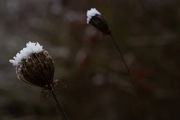 Zbliżenie Ujęcia Dwóch Suszonych Roślin Daucus Pokrytych Śniegiem Rozmytym Tle — Zdjęcie stockowe