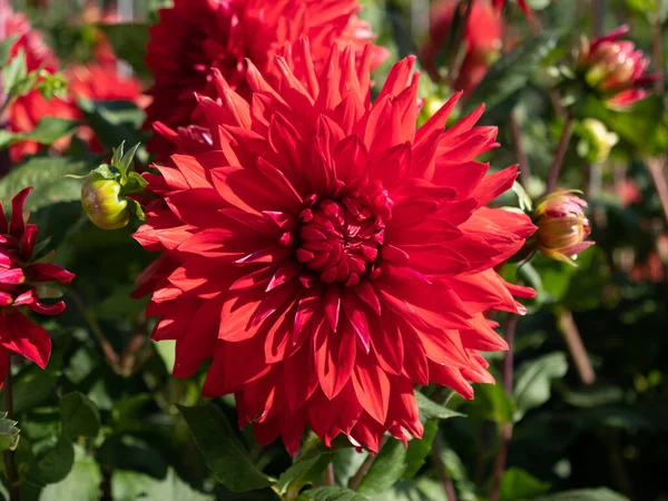 Een Close Shot Van Rode Dahlia Pinnata Bloemen Een Achtergrond — Stockfoto