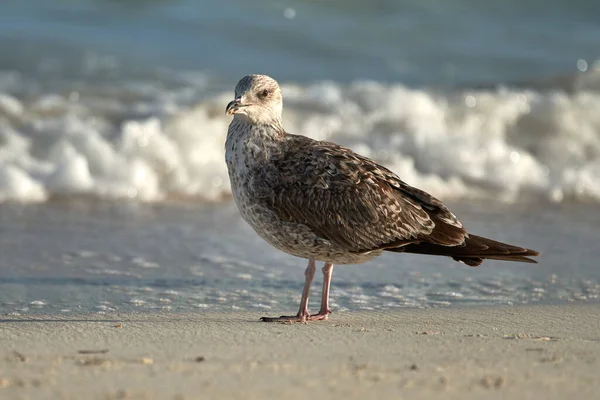 Close Shot Young Seagull Bird Beach — Stock Photo, Image