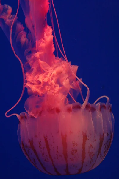 Vertikální Detailní Záběr Krásné Růžové Medúzy Modrém Moři Chrysaora Pacifica — Stock fotografie