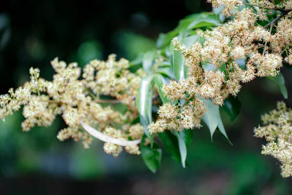 Enfoque Selectivo Una Rama Planta Filipendula Blanca Floreciendo Jardín — Foto de Stock