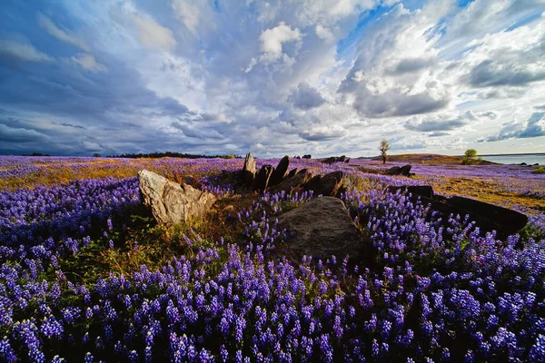 Den Molniga Himlen Över Det Lila Ängsfältet Våren — Stockfoto