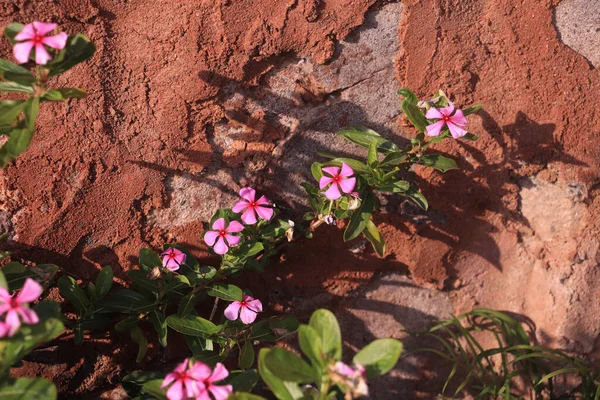 Ένα Όμορφο Λουλούδι Ανθίζει Φρέσκα Πράσινα Φύλλα Έναν Παλιό Τοίχο — Φωτογραφία Αρχείου