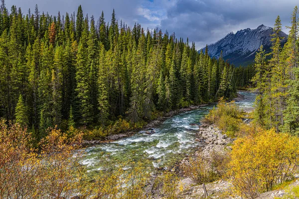 Río Rodeado Pinos Naturaleza Canadiense —  Fotos de Stock