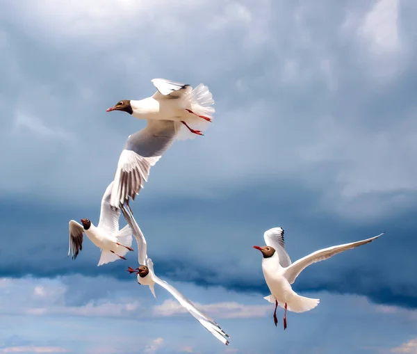 Beautiful View Seagulls Flying Sky Sea — Stock Photo, Image