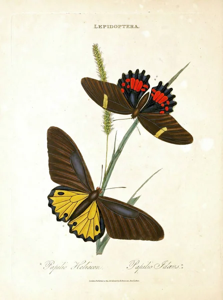 Vintage Illustration Butterflies Biology Literature — Stock Photo, Image