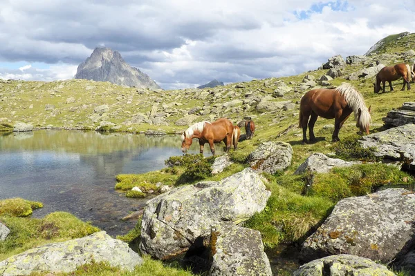 Άλογα Βόσκουν Στους Βραχώδεις Αγρούς Των Πυρηναίων Haute Route Υψηλού — Φωτογραφία Αρχείου