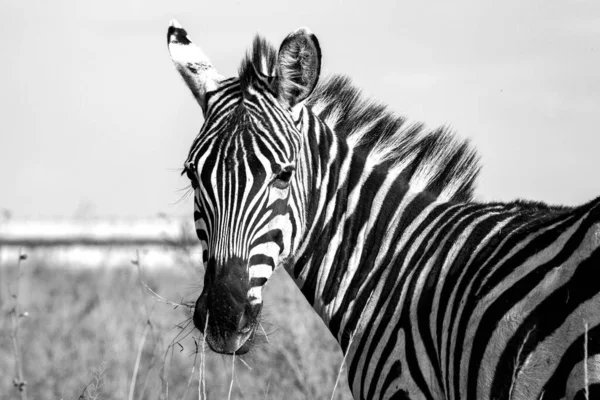 Grayscale Closeup Shot Zebra Field Nairobi National Park Kenya — Stock Photo, Image