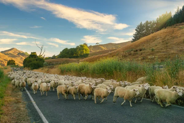 Duże Stado Zdrowych Owiec Wiejskiej Drodze Wyspie Północnej Nowej Zelandii — Zdjęcie stockowe