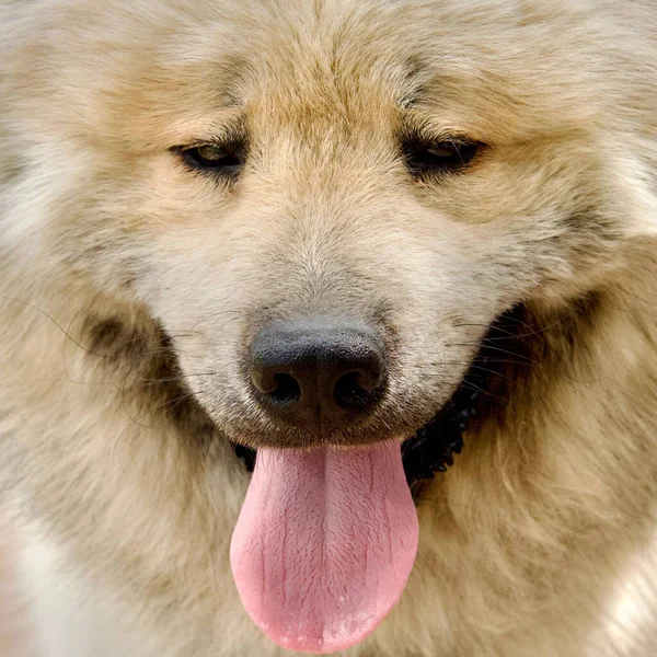 Eurasier Σκυλί Που Πάσχει Από Θερμότητα — Φωτογραφία Αρχείου