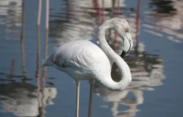 Vild Större Flamingo Ett Naturreservat Dubai Förenade Arabemiraten — Stockfoto