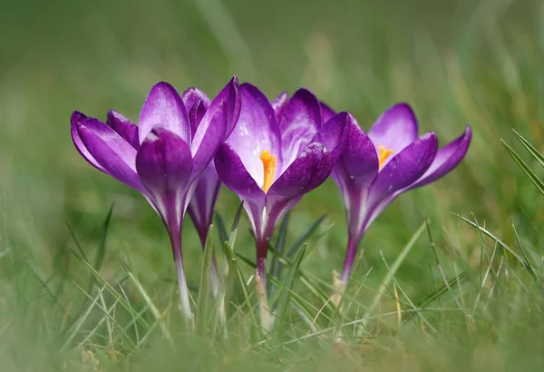 Красивые Цветы Крокуса Растущие Поле — стоковое фото