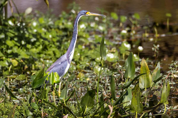 背景がぼやけている植物の上に立つ大きな灰色の羽状の鳥 — ストック写真