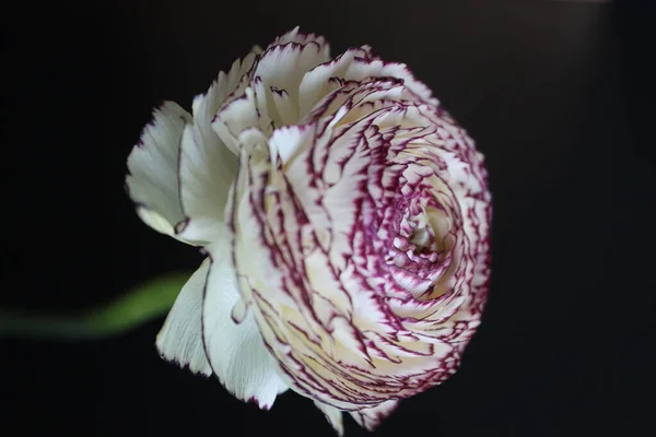 Koyu Arkaplanda Beyaz Pembe Bir Ranunculus Duble Düğün Çiçeği — Stok fotoğraf