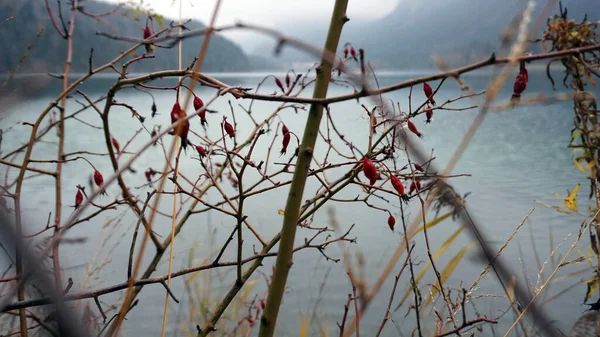 Bir Gölün Sisli Dağların Üzerinde Yaban Gülü Dallarının Seçici Odak — Stok fotoğraf