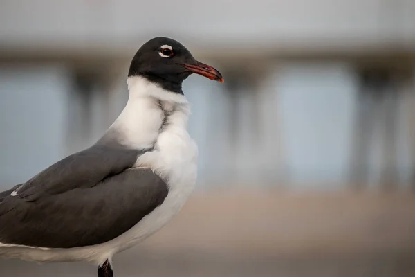 Closeup Seagull Seacoast — Stock Photo, Image