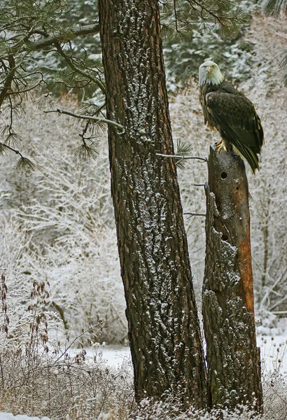 Vertical Shot Eagle Perched Wooden Tree Forest Winter — Stock Photo, Image