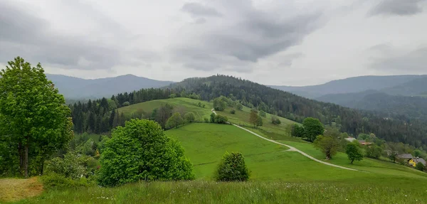 Ein Malerischer Blick Auf Ein Grünes Feld Aus Sträuchern Und — Stockfoto