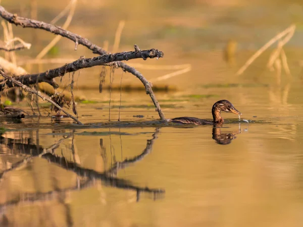 Een Prachtig Shot Van Een Eend Zwemmen Een Meer — Stockfoto