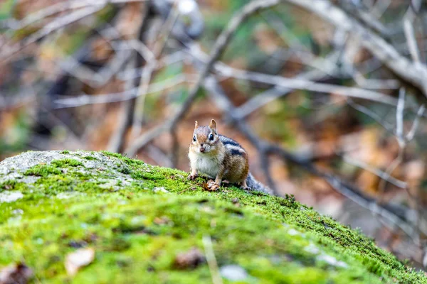 Closeup Shot Cute Squirrel Mossy Stone — Stock Photo, Image