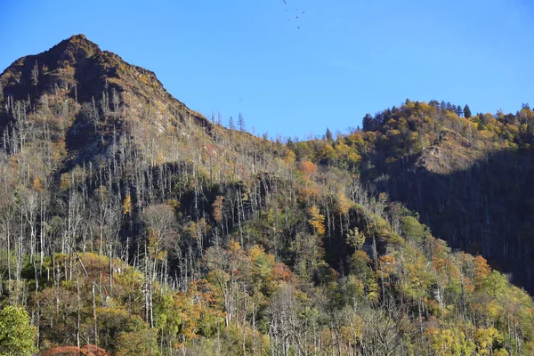 山間部のカラフルな鬱蒼とした森の美しい風景 — ストック写真