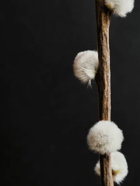 Närbild Skott Willow Gren Isolerad Svart Bakgrund — Stockfoto