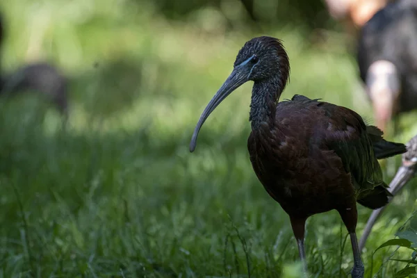 Tiro Close Pássaro Ibis Marrom Grama — Fotografia de Stock