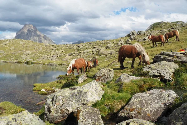 马在Pyrenean Haute路线的岩石田里吃草 为远足作长途跋涉 — 图库照片