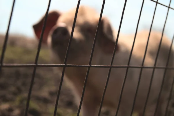 Closeup Shot Blurry Dirty Pig Mesh Fence Farm — Stock Photo, Image