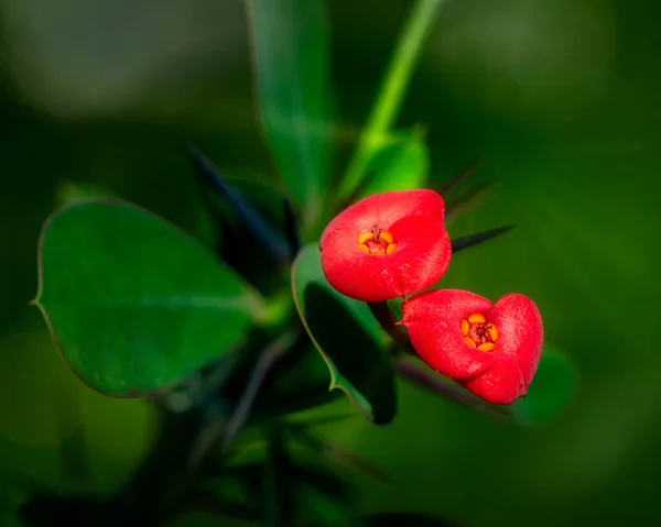 Closeup Euphorbia Milii Flowers Park — Stock Photo, Image