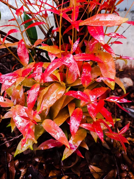 Tiro Closeup Planta Crescente Com Folhas Vermelhas Jardim — Fotografia de Stock