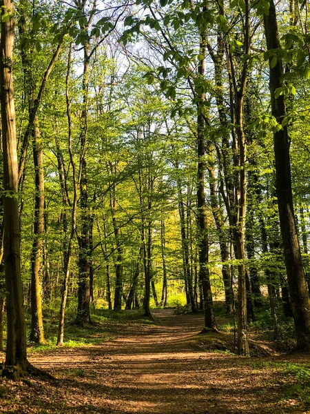 Vertikální Záběr Stezky Zeleným Lesem Tenkými Stromy — Stock fotografie