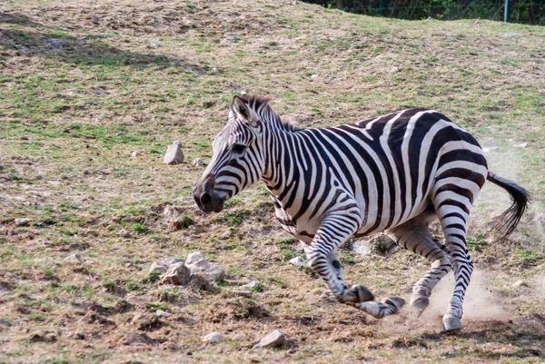 ゼブラは現場を走る — ストック写真