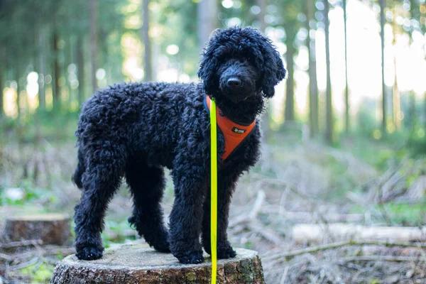 Closeup Shot Black Poodle Dog Standing Orange Collars Neck Yellow — Stock Photo, Image