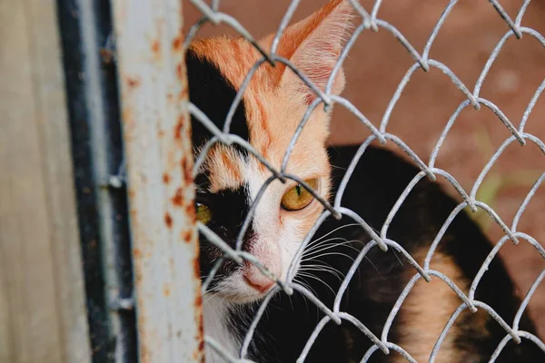 Homeless Calico Cat Chain Link Fence Animal Rescue Shelter — Stock Photo, Image