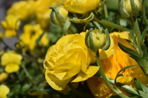 Eine Nahaufnahme Von Gelben Rosen Und Ihren Neu Blühenden Knospen — Stockfoto