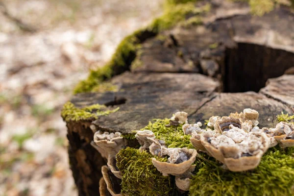 苔で覆われた倒木の上で成長する野生のキノコのクローズアップショット — ストック写真