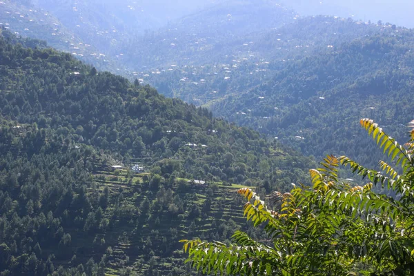 Groene Toona Sinensis Met Heuvels Valleien Achtergrond Aza Kashmir Pakistan — Stockfoto