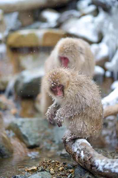 Colpo Verticale Scimmie Nella Neve — Foto Stock