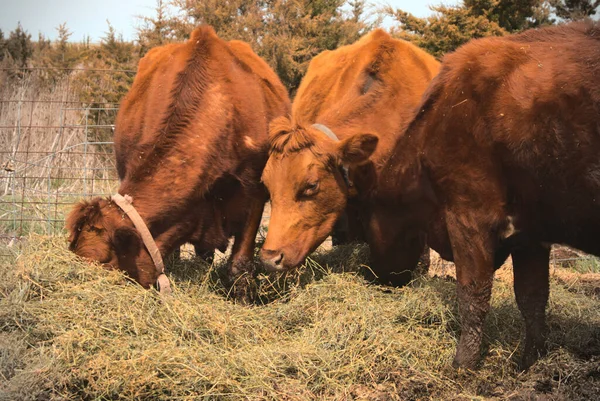 Três Vacas Marrons Comendo Feno Fazenda — Fotografia de Stock