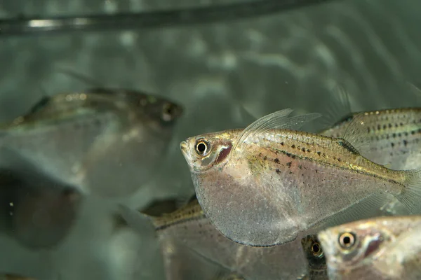 Closeup Common Hatchetfish Aquarium — Stock Photo, Image